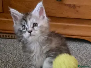 Maine Coon cats Beautiful Mainecoon kittens - Advert 3