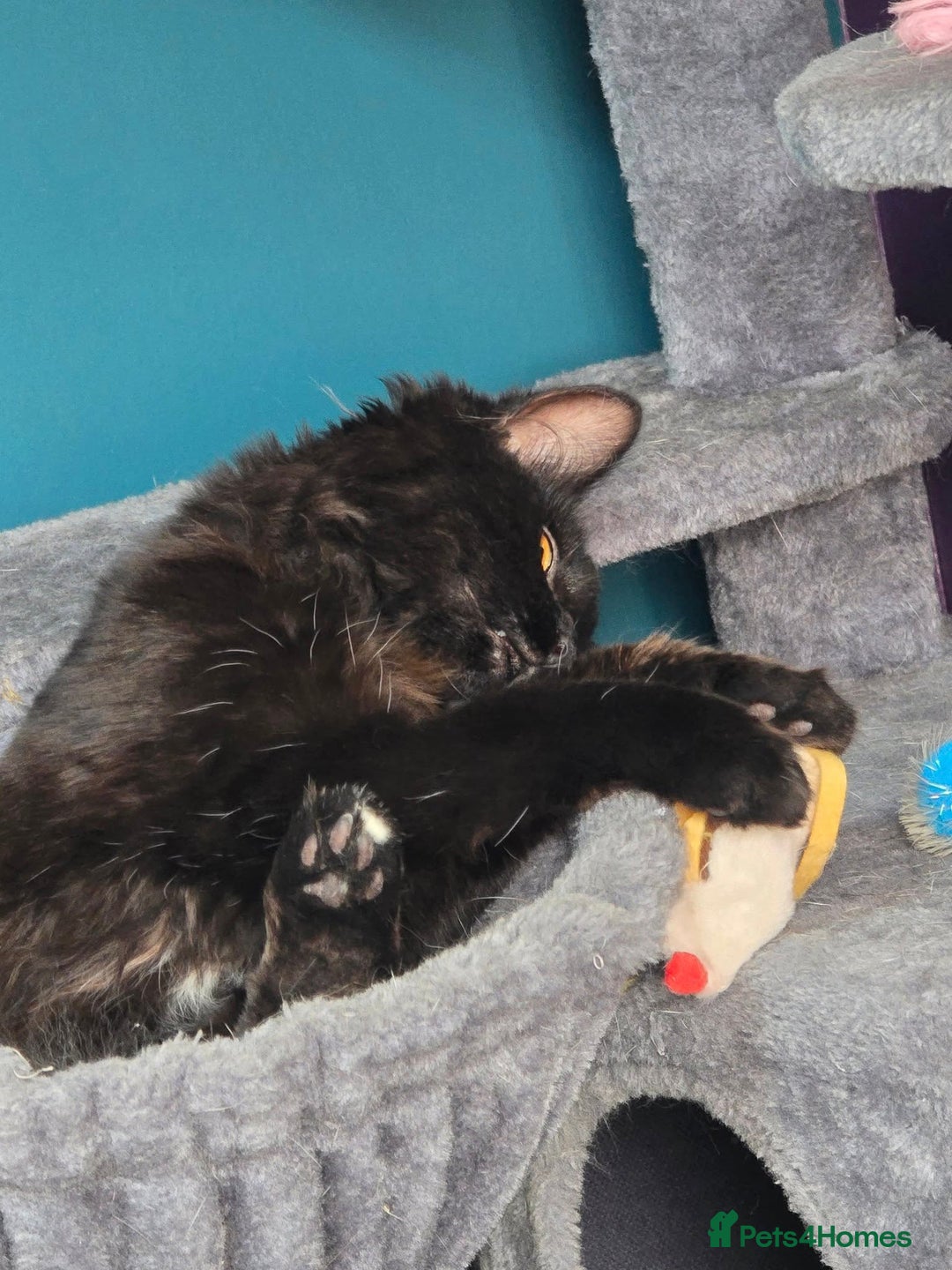 Mixed Breed cats for sale: black fluffy cat - Advert 2