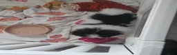 Pomeranian dogs for sale: KC registered Pomeranian Puppies for sale  - Advert 28