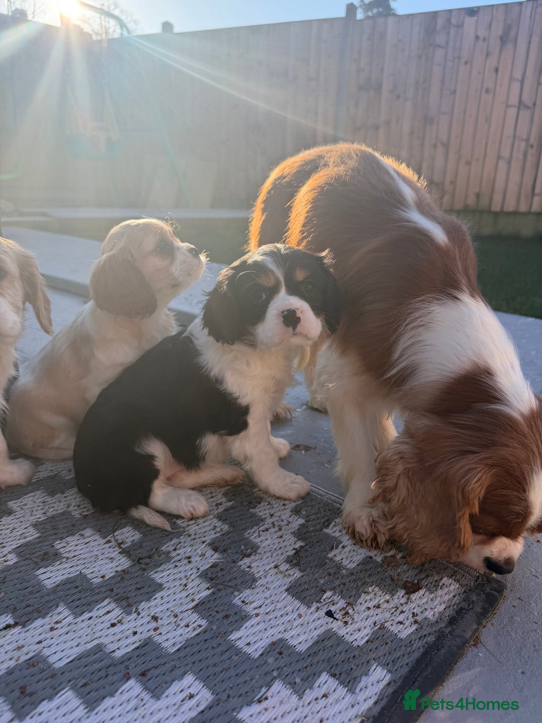 Cavalier King Charles Spaniel dogs for sale: 🐶King Charles Cavalier Puppies✨ STUNNING✨❤️🐶  - Advert 21