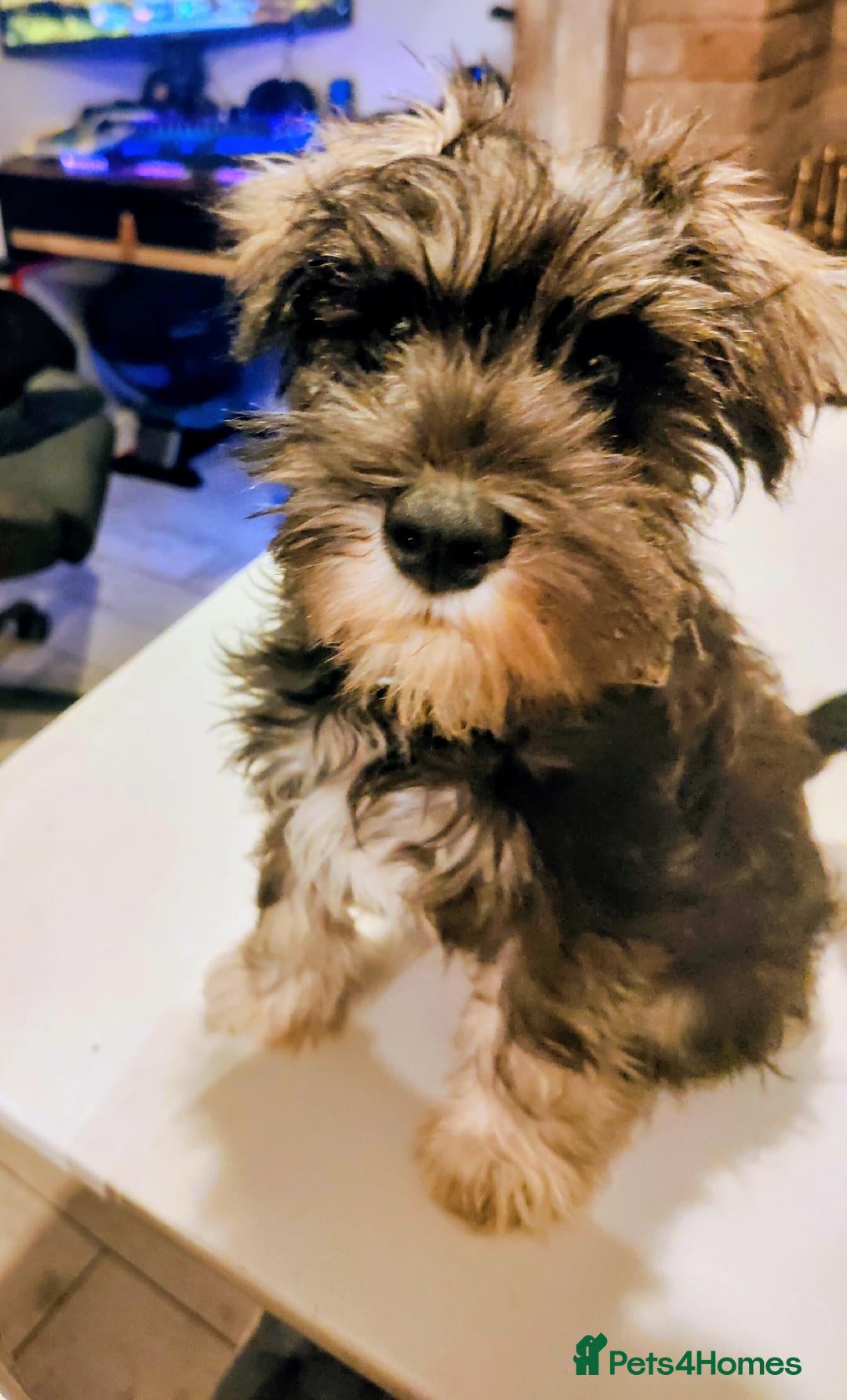 Miniature Schnauzer dogs for sale: Forever Homes Wanted: 2 Schnauzer Boys 🐶 - Image 20
