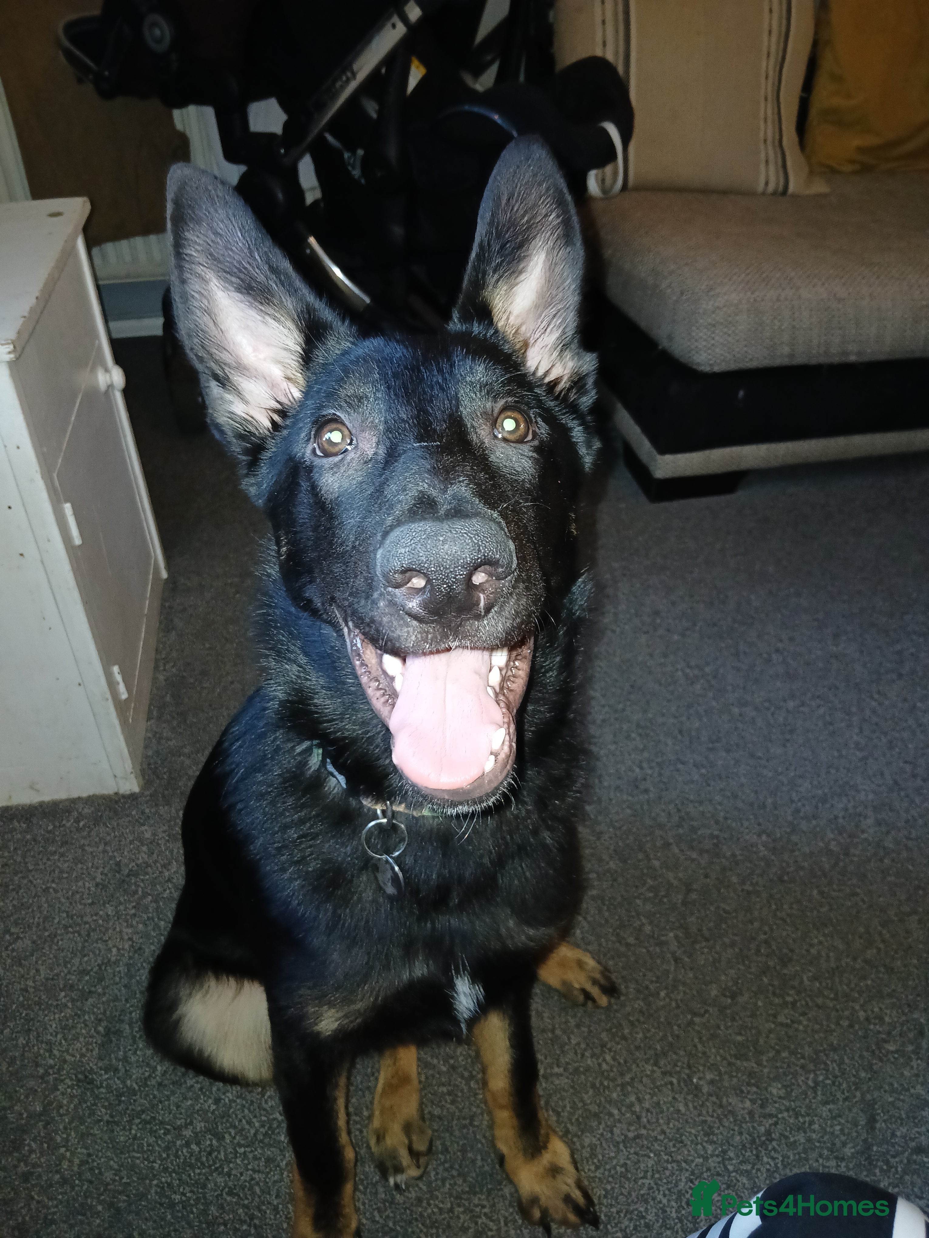 German Shepherd dogs Major  in Sudbury - Advert 2