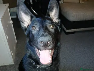 German Shepherd dogs Major in Sudbury - Advert 2