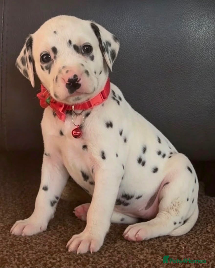 Dalmatian dogs Beautiful Dalmatian puppies ready to reserve  - Advert 2