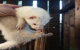 Ferret rodents for sale: ferrets for sale. - Image 3