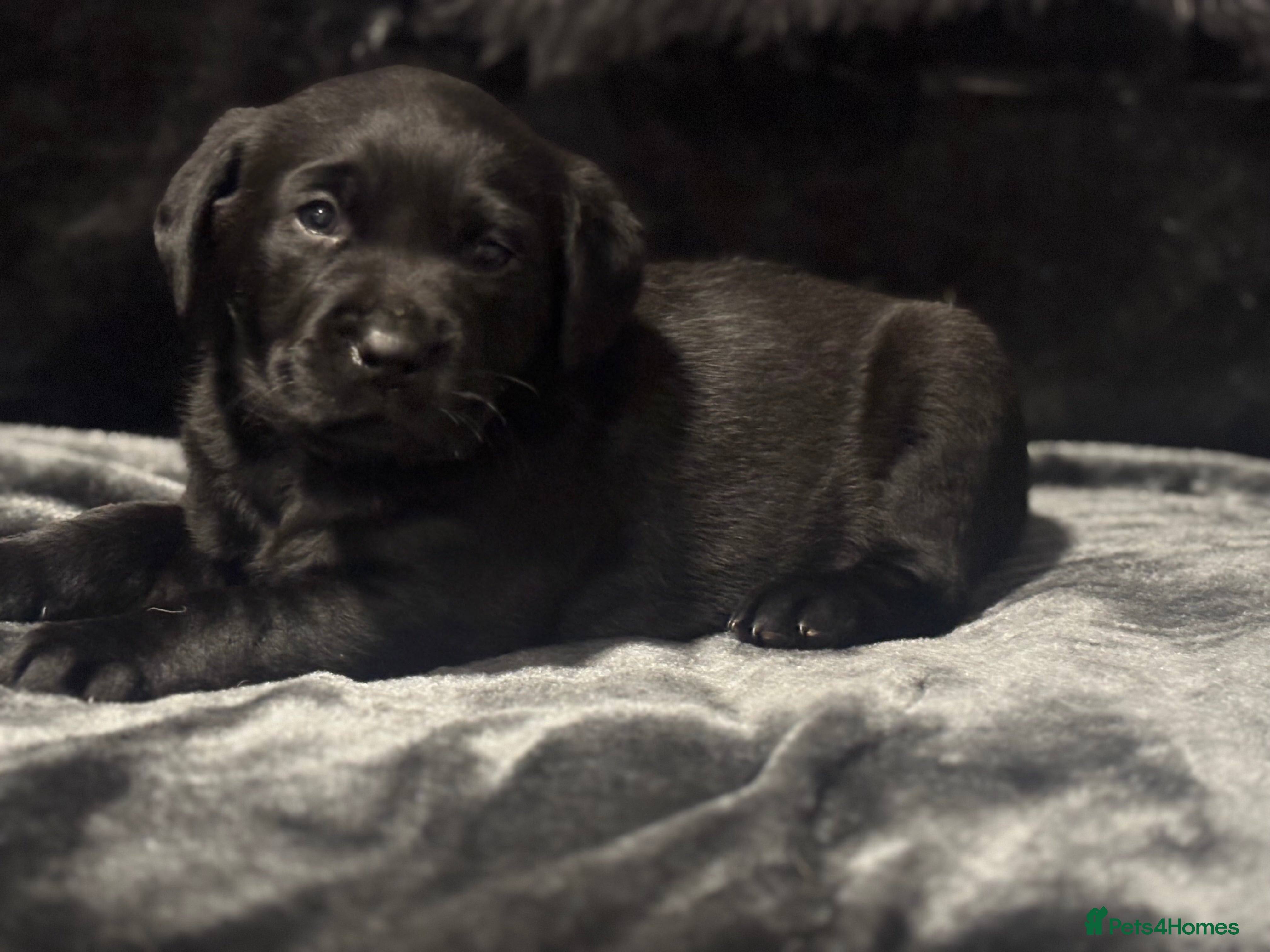 Labrador Retriever dogs Health Tested Perfect chunky Labrador Puppies - Advert 12