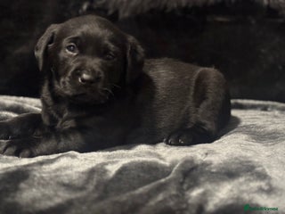 Labrador Retriever dogs Health Tested Perfect chunky Labrador Puppies - Advert 5