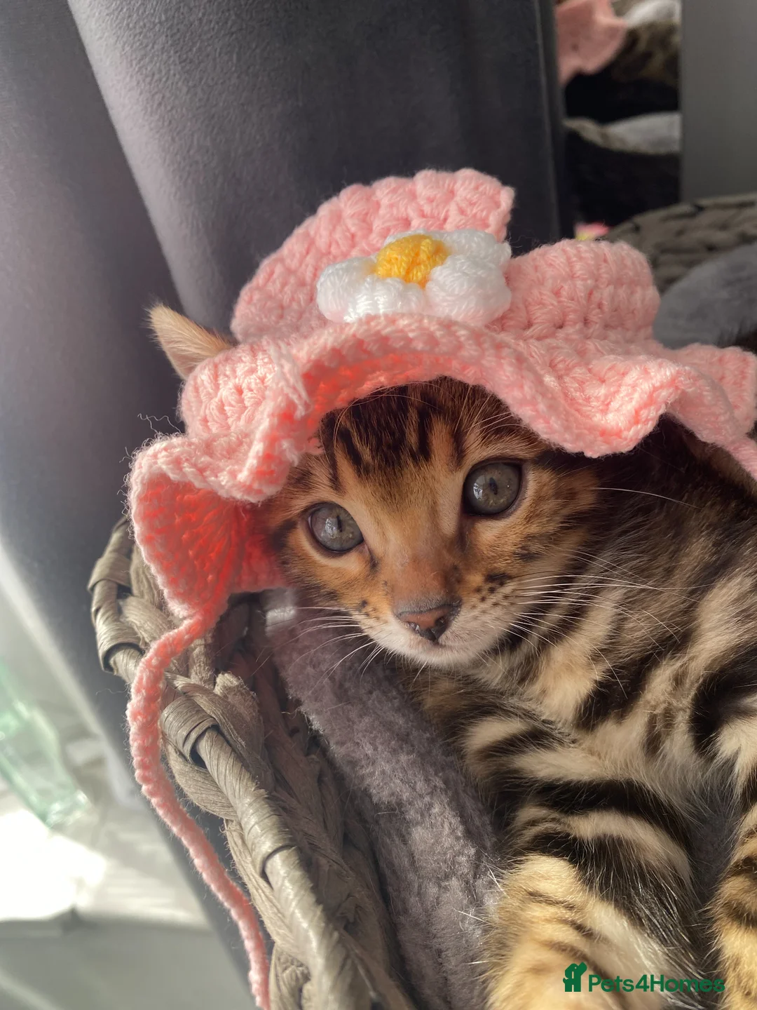 Bengal cats for sale: Two Little Princesses - Advert 1