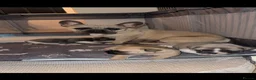 French Bulldog dogs for sale: Frenchie puppies  in Kirkcaldy - Advert 1