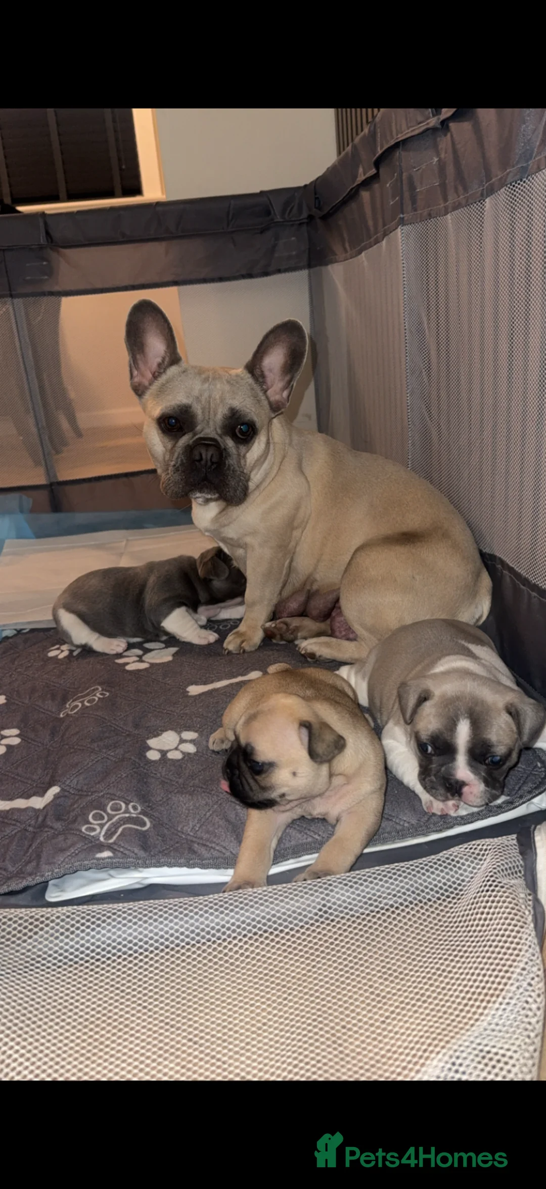 French Bulldog dogs for sale: Frenchie puppies  in Kirkcaldy - Advert 1