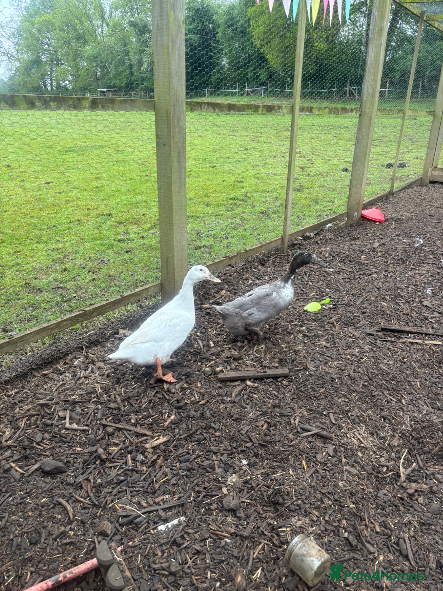 Ducks poultry 2 ducks and 1 silkie chicken  - Advert 9