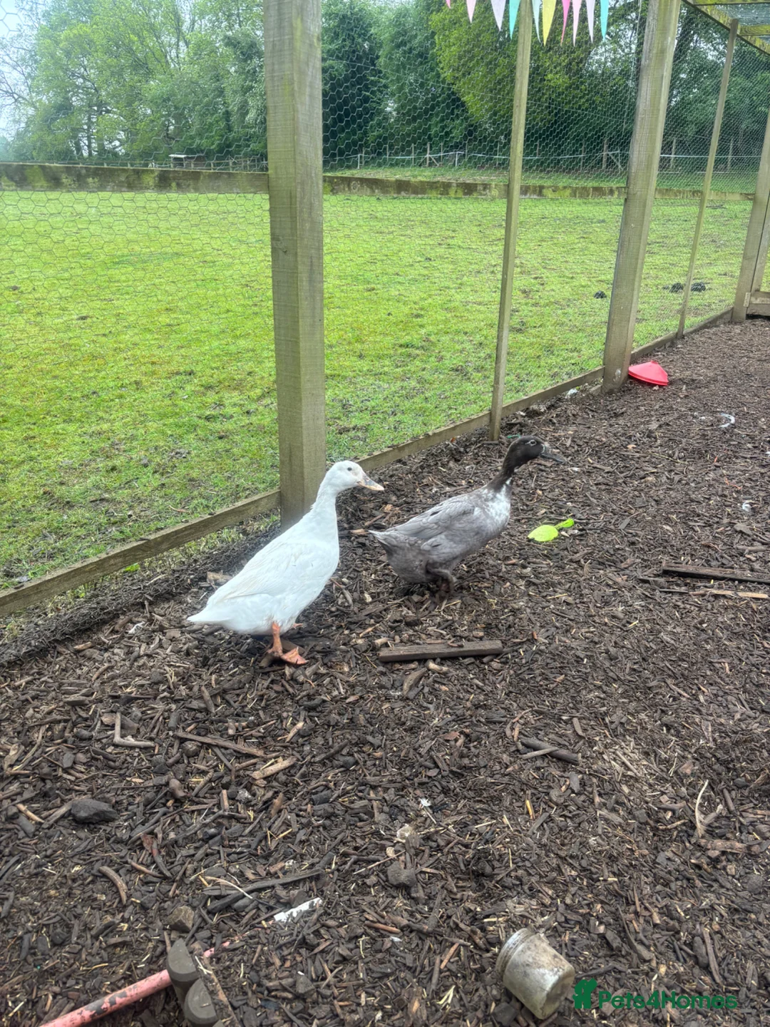 Ducks poultry for sale: 2 ducks and 1 silkie chicken  - Advert 1
