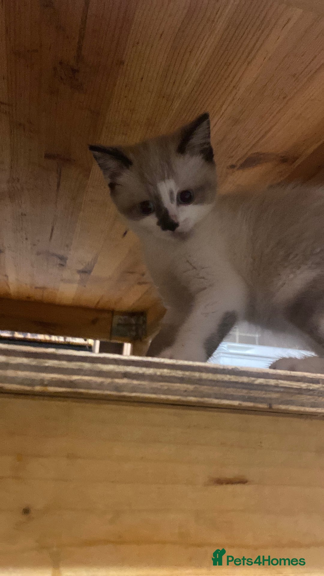 British Shorthair cats for sale: Beautiful kitten - Advert 5