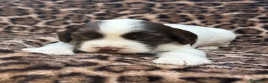Mixed Breed 2