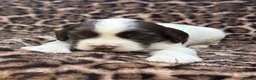 Mixed Breed dogs for sale: Springerdor X Cocker Spaniel  in Wisbech - Advert 13