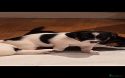 Jack Russell dogs for sale: Jack Russell puppies  - Image 17