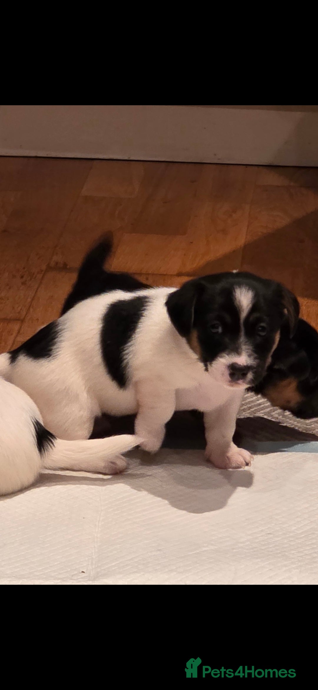 Jack Russell dogs for sale: Jack Russell puppies  - Image 17