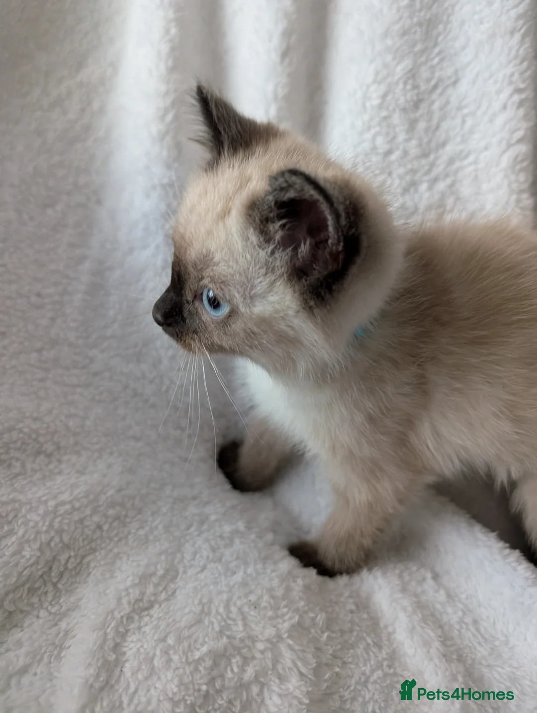 Ragdoll cats for sale: Ragdoll kittens  - Advert 7