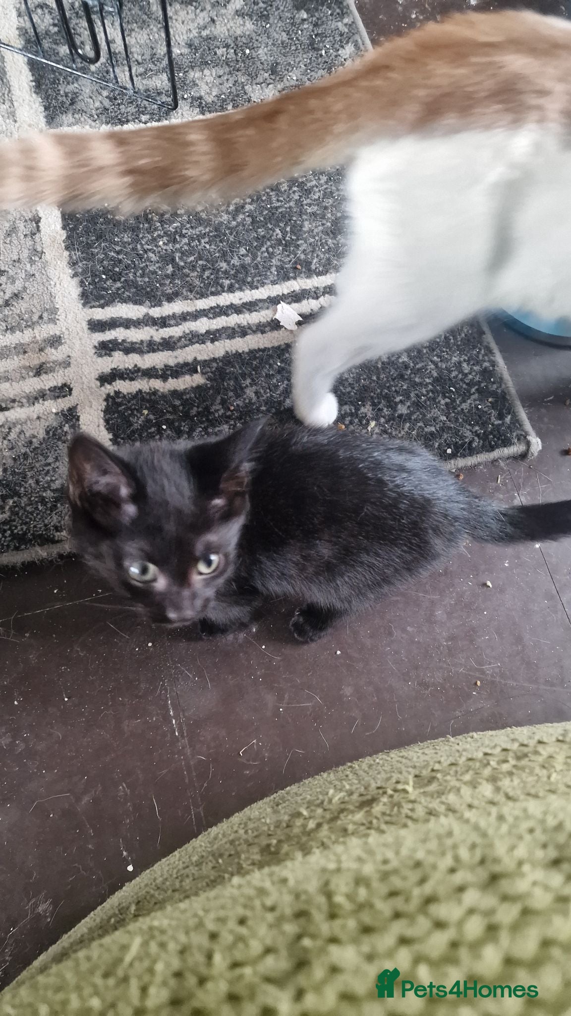 British Shorthair cats 3 black male kittens - Advert 3