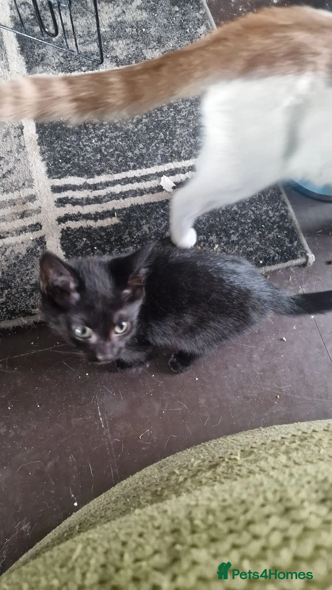 British Shorthair cats for sale: 3 black male kittens - Advert 1