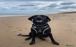 Labrador Retriever dogs for sale: Young female black lab  - Image 3