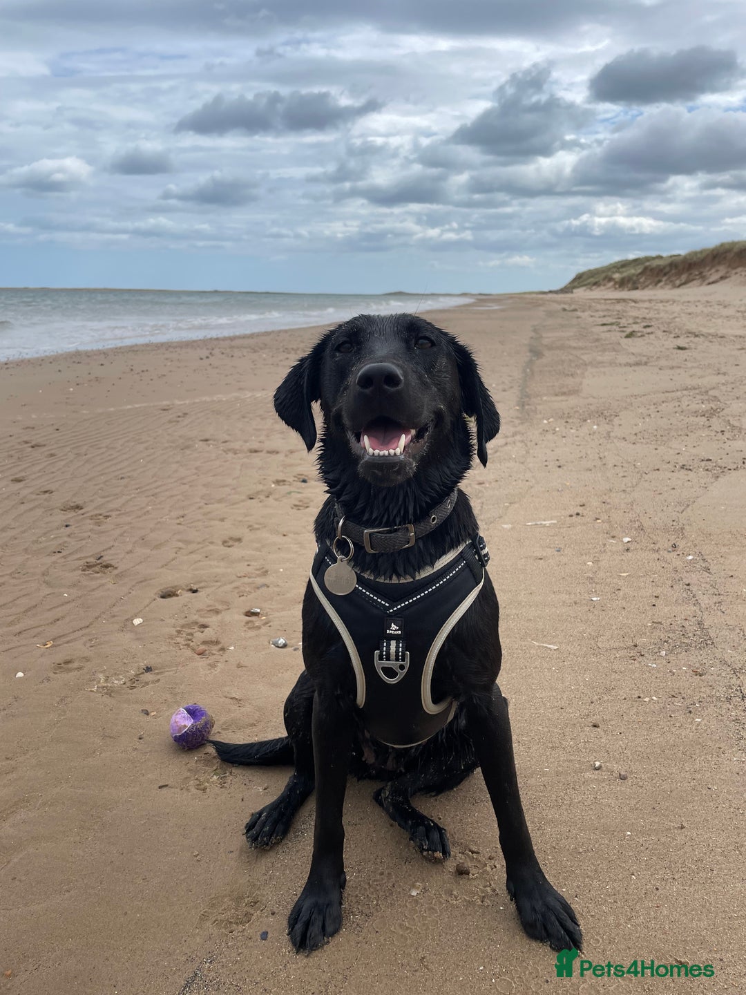 Labrador Retriever dogs for sale: Young female black lab  - Image 3