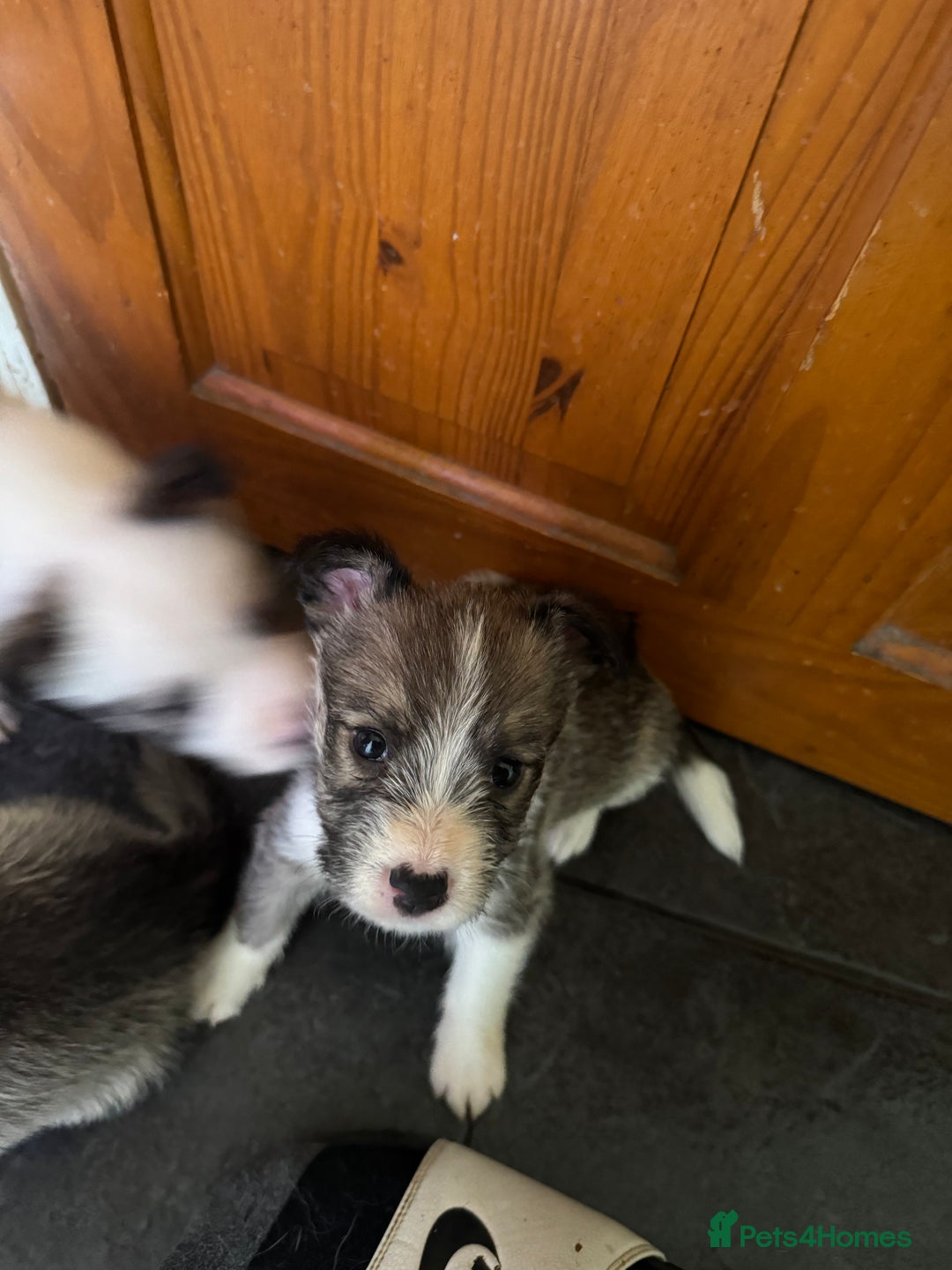 Mixed Breed dogs for sale: Siberian Husky X Staff/Lhasa Apso. Only 2 left!!  - Image 26