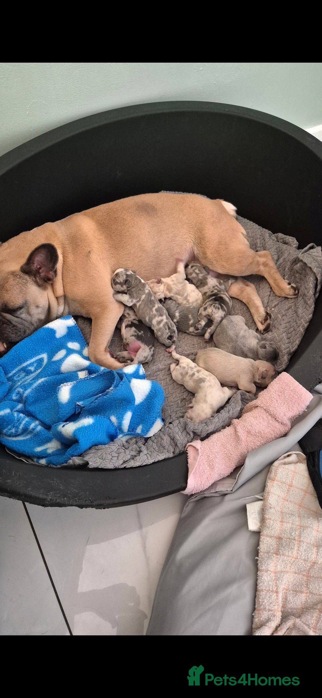French Bulldog dogs for sale: Gorgeous litter of French Bulldog Pups  - Advert 24