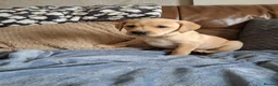 Labrador Retriever dogs for sale: Labrador Puppies - Advert 3