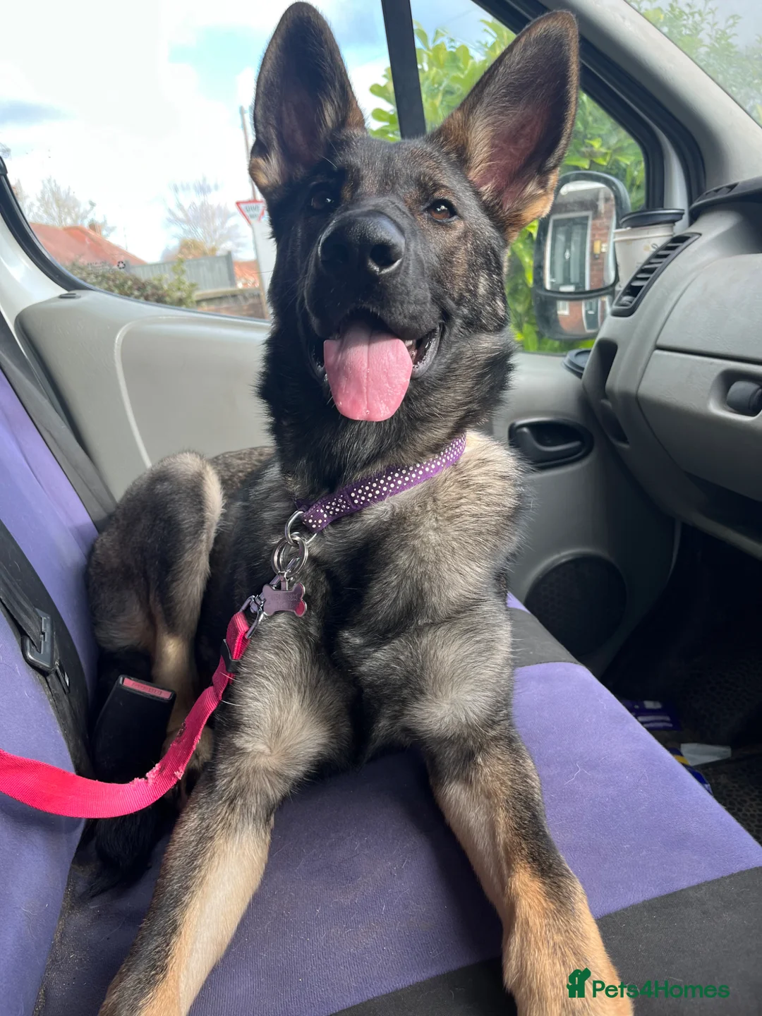 German Shepherd dogs for sale: Female German Shepherd 3 Year Old - Advert 2