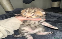 Bengal cats for sale: Stunning bengal x bsh kittens  - Advert 5