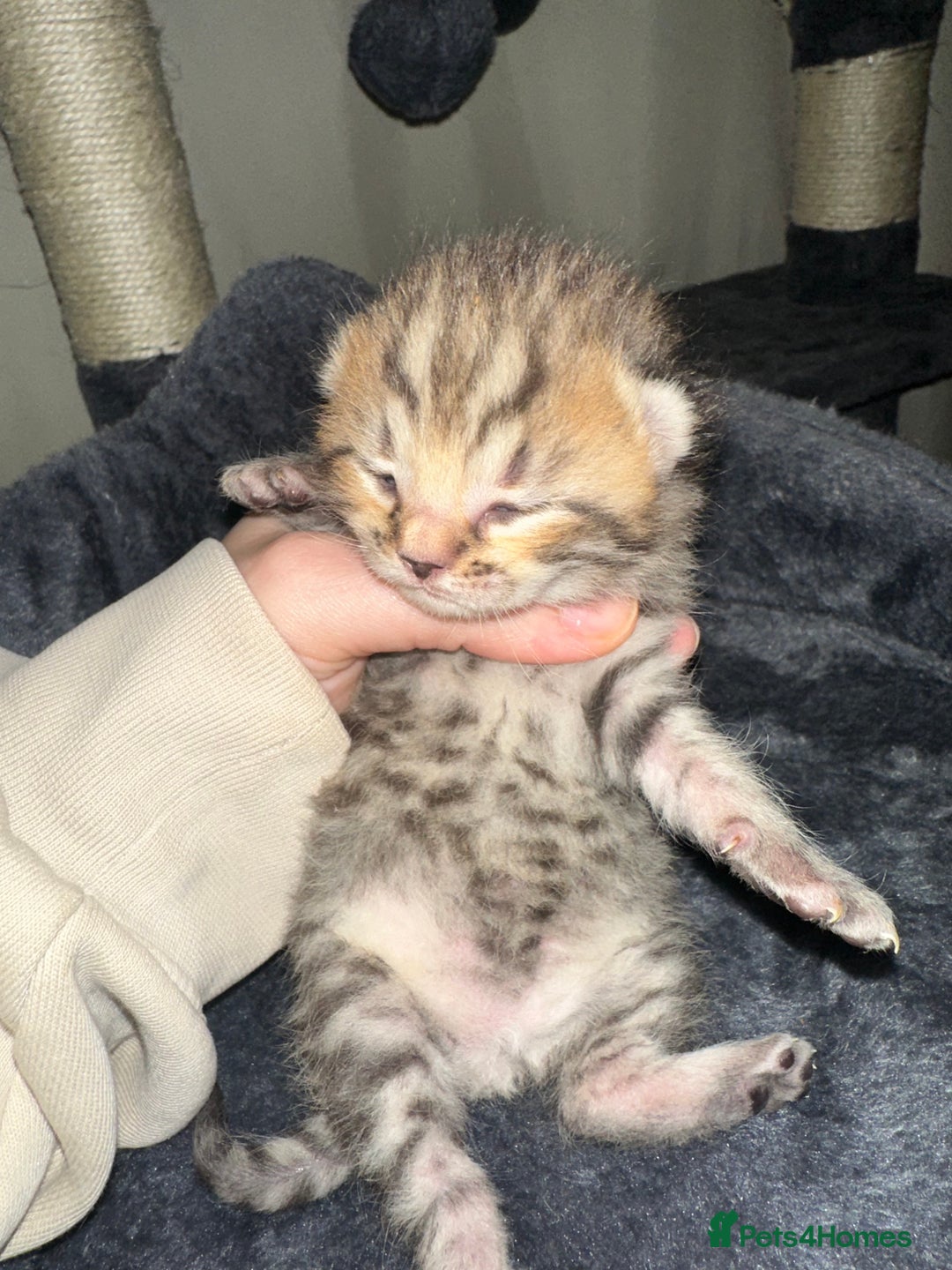 Bengal cats for sale: Stunning bengal x bsh kittens  - Advert 5