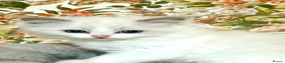 Ragdoll Kitten 4