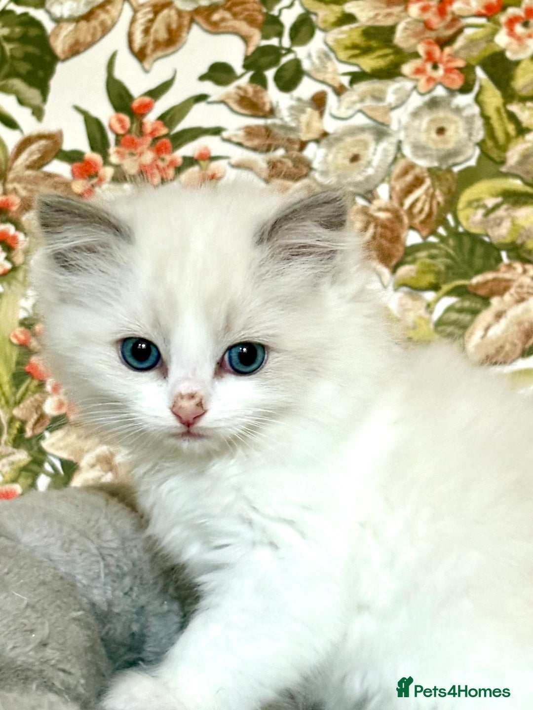 Ragdoll cats for sale: Ragdoll Kittens ready now* - Image 10