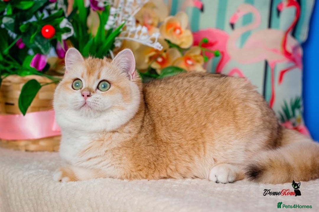 British Shorthair cats for sale: GCCF reg BSH & BLH Chocolate &Black Golden Kittens - Advert 12