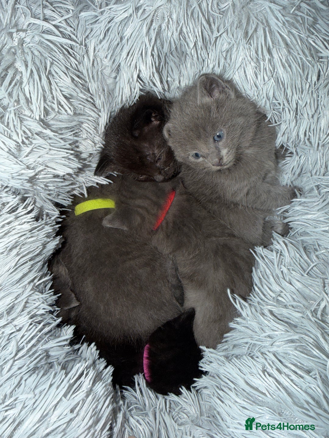 Ragdoll cats for sale: 6 Beautiful Ragdoll cross Domestic shorthair - Advert 5