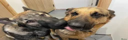 German Shepherd dogs for sale: Female German Shepherd  - Advert 6