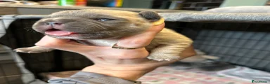 French Bulldog 3