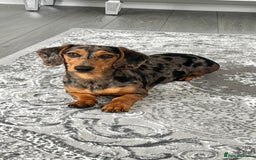 Mixed Breed dogs for sale: Daxipoo puppies - Image 21
