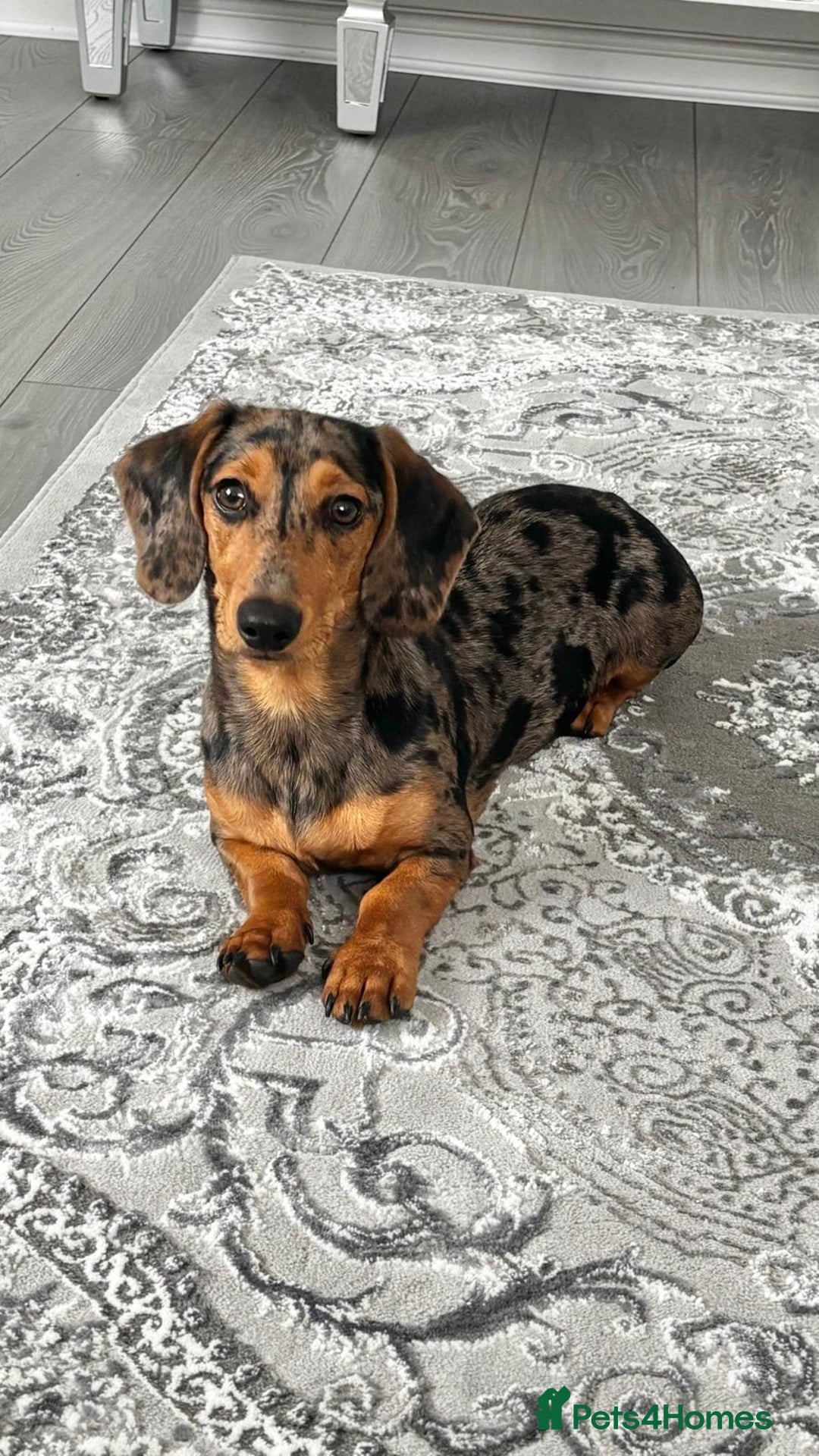 Mixed Breed dogs for sale: Daxipoo puppies - Image 21