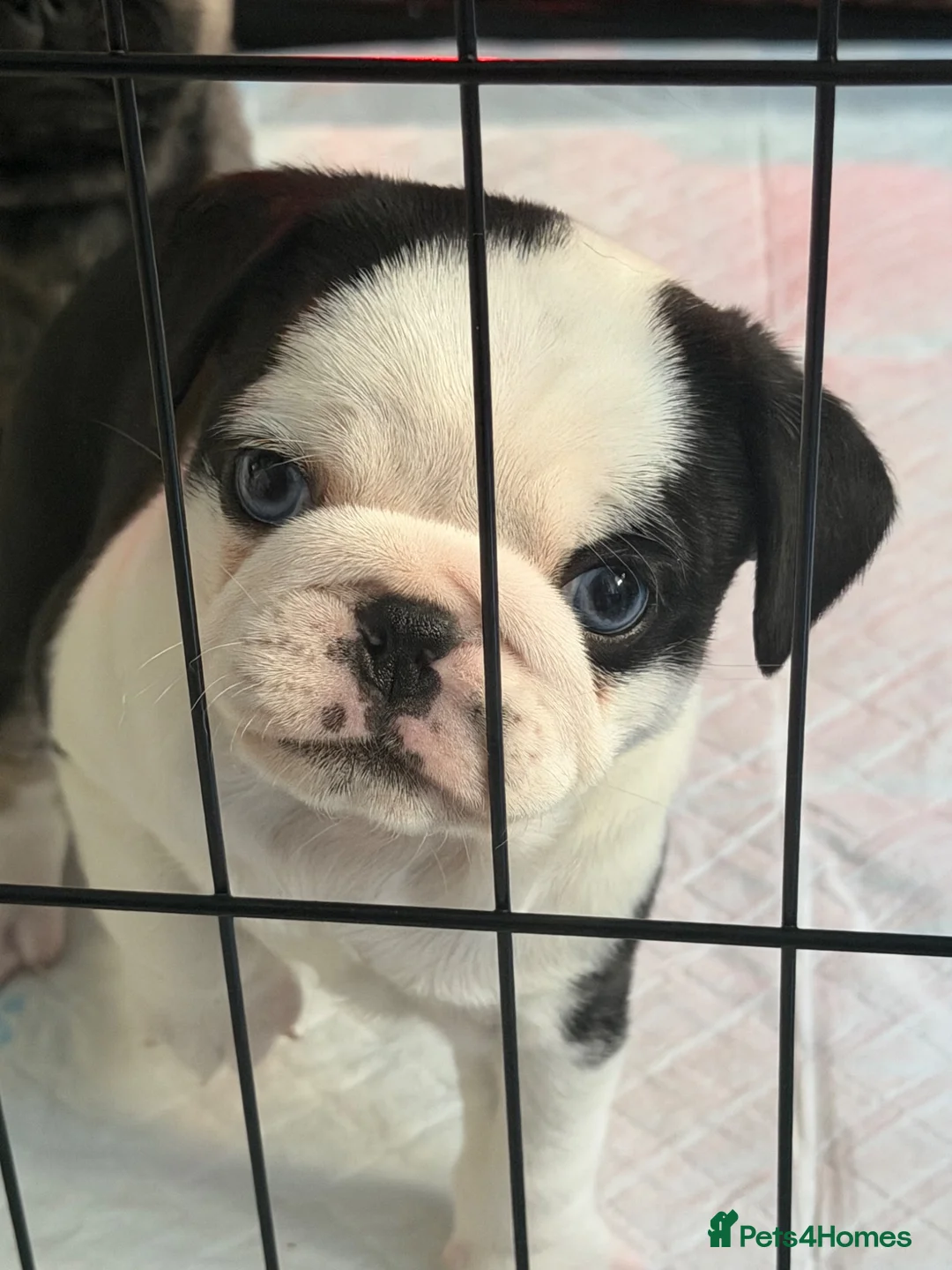 Pug dogs for sale: 1 boy pug pup left ready for his forever home 😍 - Advert 1