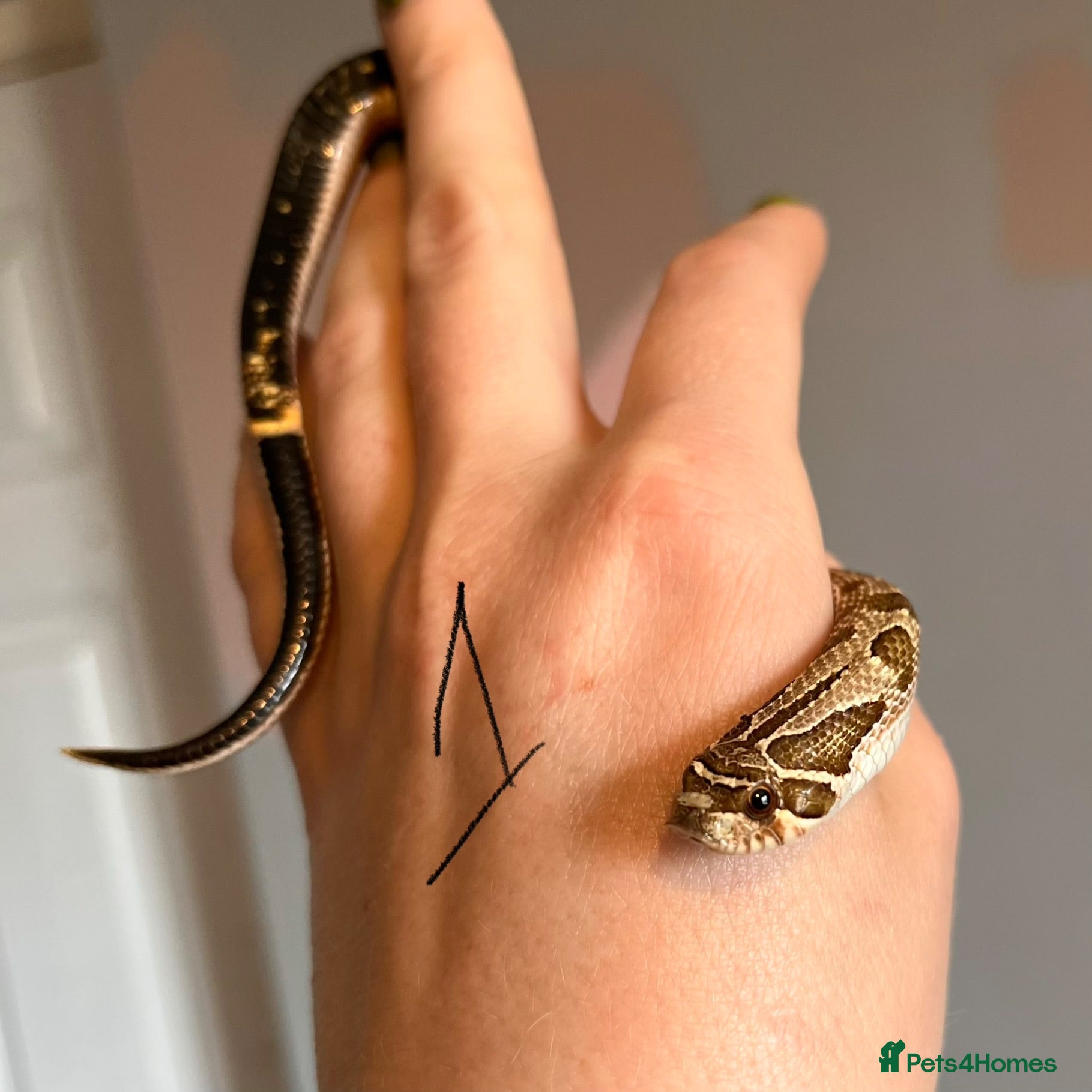 Snake reptiles Snakes for sale - hognose, bullsnake - Advert 11