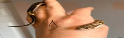 Snake reptiles for sale: Snakes for sale - hognose, milksnake, bullsnake - Advert 4