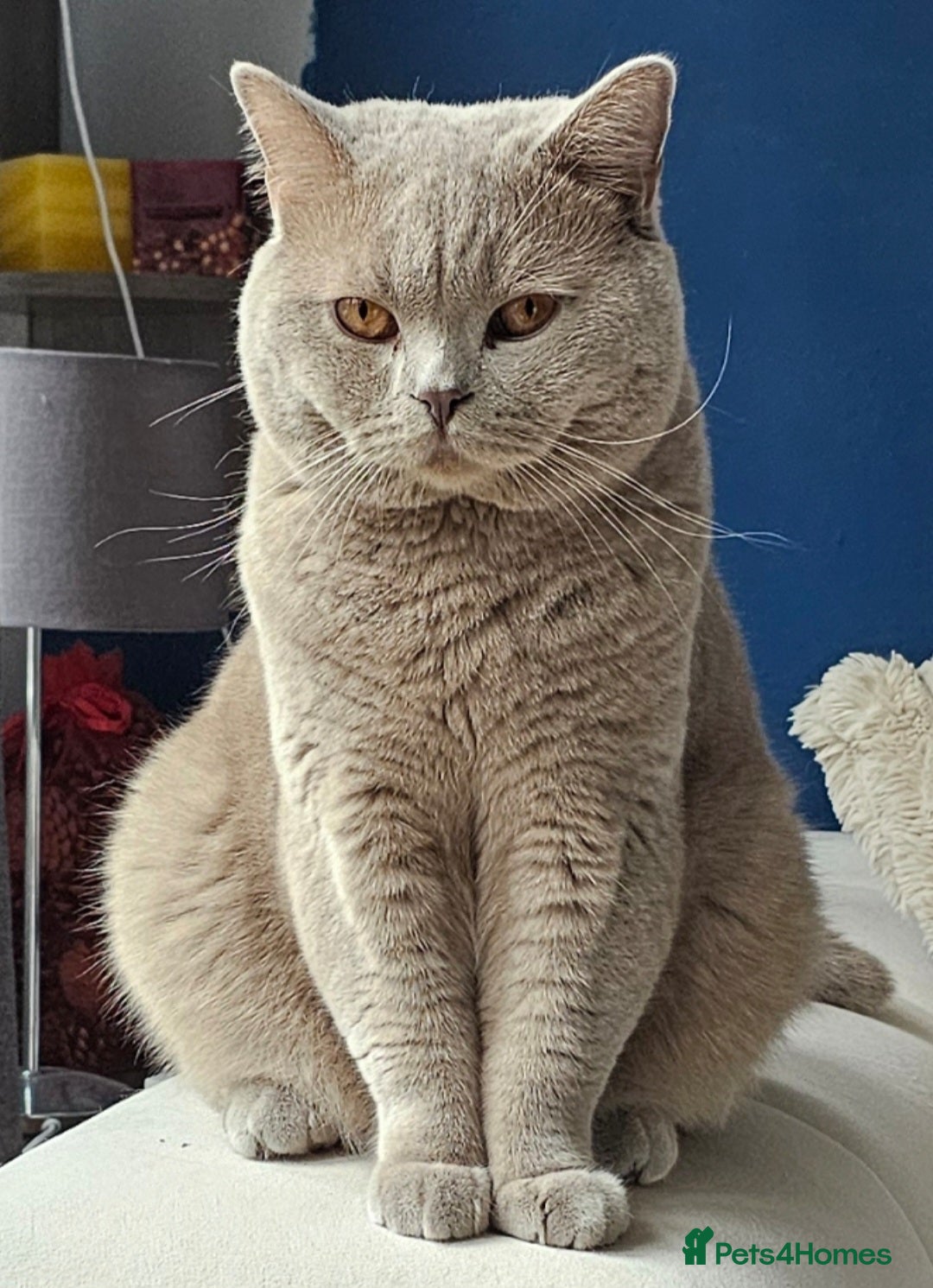 British Shorthair cats for sale: British Shorthair lilac male - Advert 3