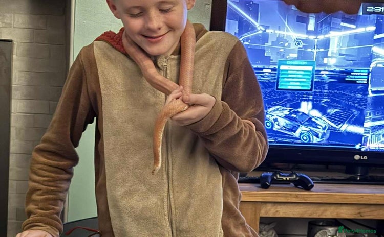 Corn Snake reptiles - Advert 1