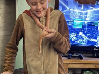 Corn Snake reptiles - Advert 5