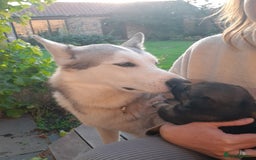 Mixed Breed dogs for sale: New Zealand Huntaway x Siberian Husky - Image 9