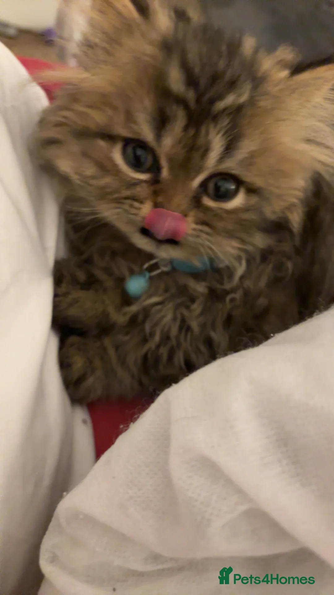 Persian cats for sale: One sweet Persian boy for sale/needing new home. - Advert 1