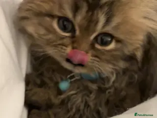 Persian cats One sweet Persian boy for sale/needing new home. - Advert 5