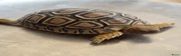 Tortoise reptiles for sale: Leopard Tortoise hatchlings in Rugby - Advert 6